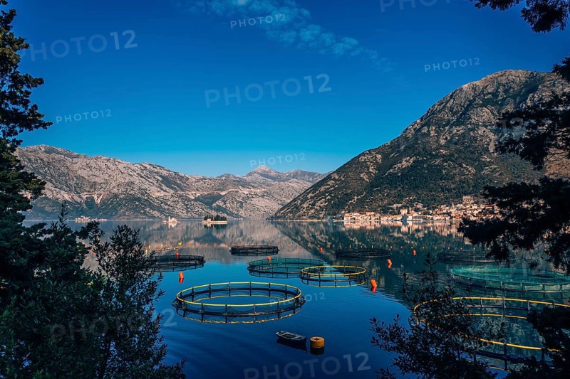 Fish farm in Montenegro. The farm for breeding and fish farming in the Bay of Kotor
