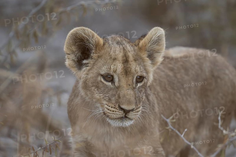 Lion cub (Panthera leo juvenil), Hyena pan private game reserve, Khwai river area, Okavango Delta, Maun, Botswana, Africa