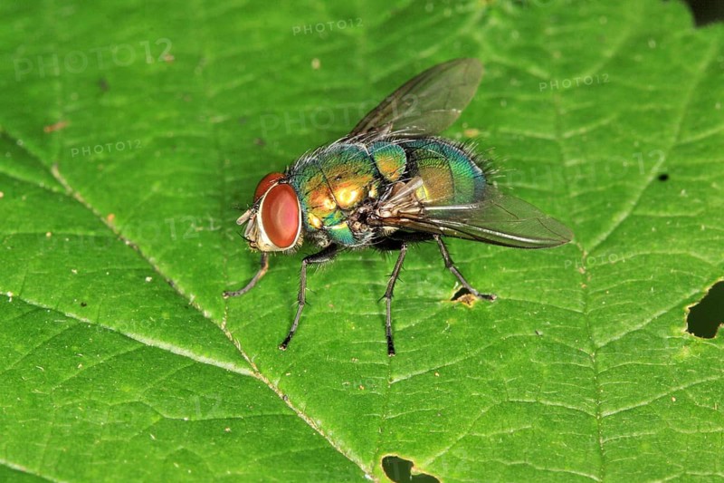 Bottle Fly, Lucilia spec., Blow fly