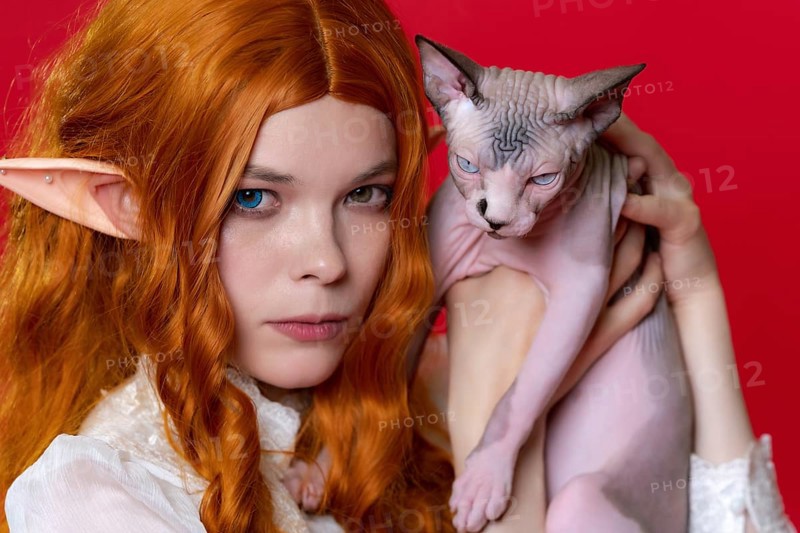 Portrait of young female cosplayer elf showing purebred Sphinx kitten with blue eyes. Ginger elf in summer white dress, with long curly hair, holds kitten near head, looks at camera. Red background