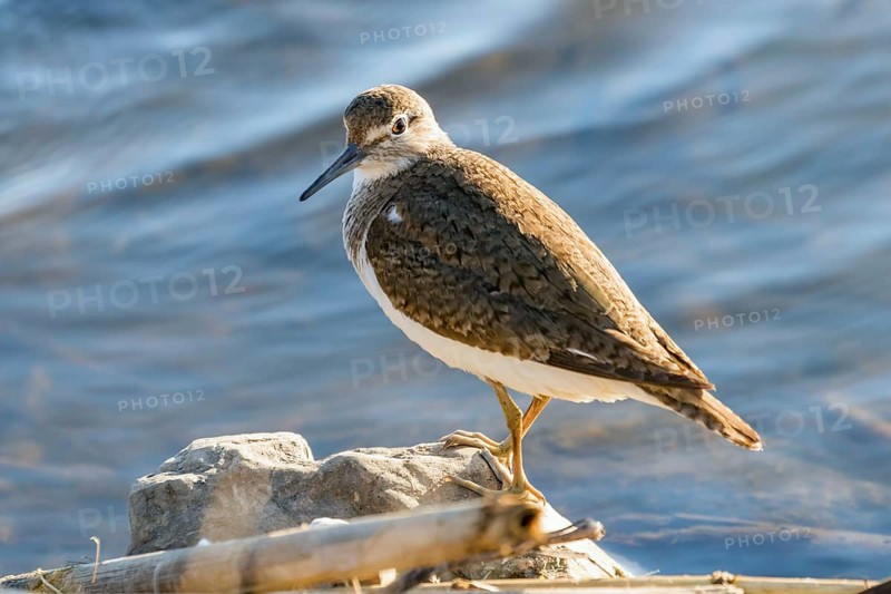 Common Sandpiper Water Bird (Actitis hypoleucos)