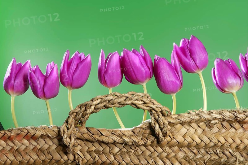 Basket pink tulips flowers in a row group line arrangement