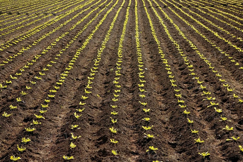 Little lettuce sprouts brown field, green vegetable outbreaks perspective