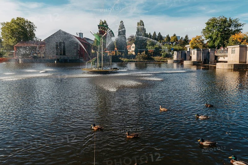 Ducks on the lake in the park. Park in the fall. Autumn trees. Wild ducks are reflected in the lake. Multi-colored bird feathers. A pond with wild ducks and drakes. A duck lake full of beautiful ducks swimming for them in city park