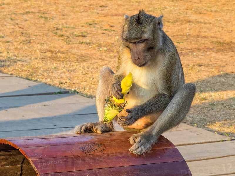 A macaque monkey with his loot at the West Gate of Angkor Wat, Siem Reap, Cambodia, Asia