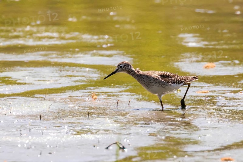 Sandpiper, Wood sandpiper in Shallow Water (Tringa glareola) Wader Bird Sandpiper