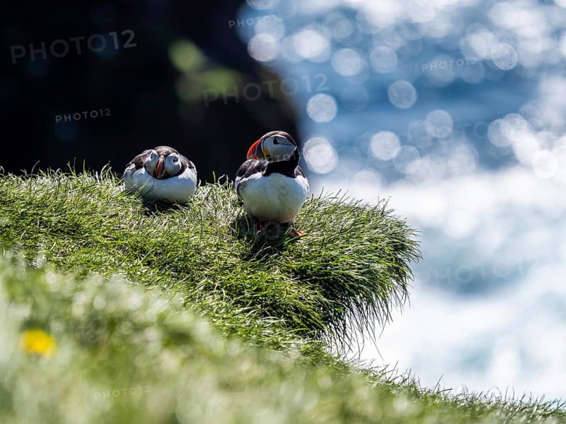 Puffin (Fratercula arctica) on a grassy slope, Heimaey Island, Westman Islands, Iceland, Europe