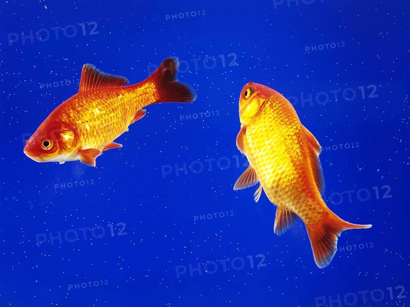 Two goldfish swimming in an aquarium, animals, fish, goldfish studio shot, Lower Saxony, Federal Republic of Germany