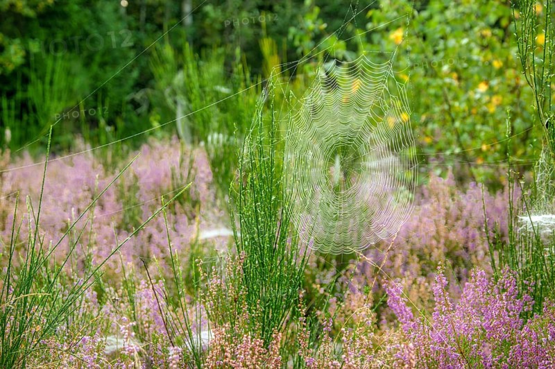 Autumn atmosphere in the nature reserve Trupbacher Heide in Germany with blooming heather at sunrise. Sunrise in Autumn time with violet Erica flowers in Germany
