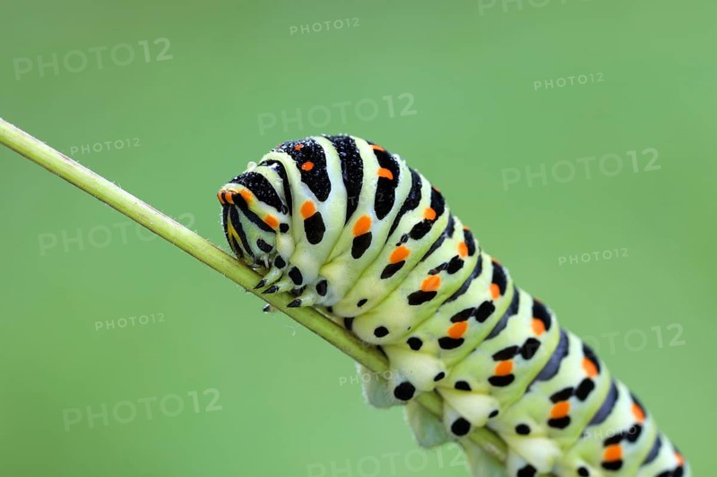 Swallowtail, Papilio machaon, caterpillar