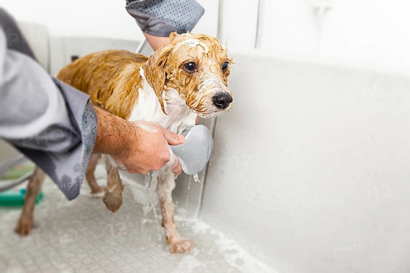 An image of bathing a cute dog
