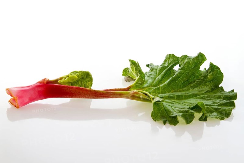 Fresh rhubarb stalk on a light-coloured background