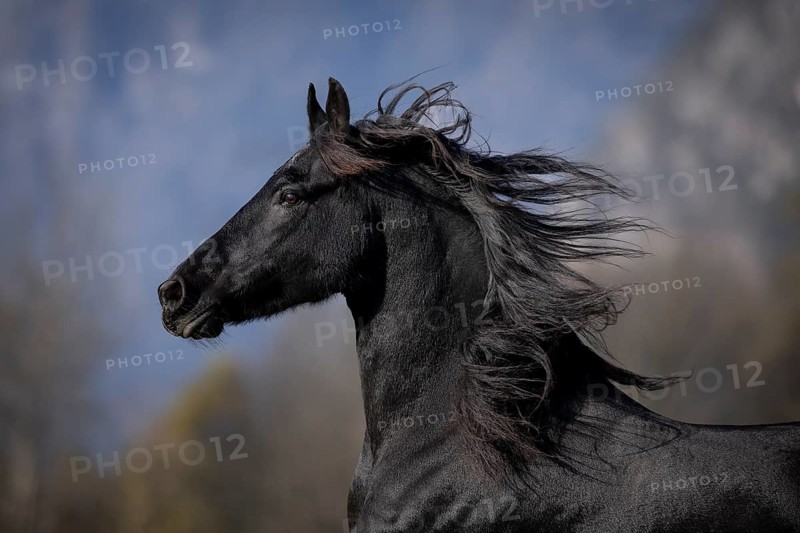 Frisian gelding in the pasture in autumn