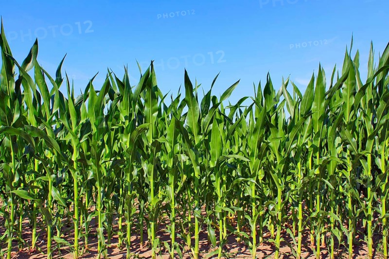 Green maize field
