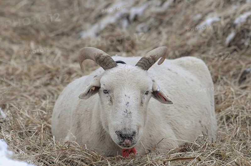 A sheep with horns lies in the straw on snow-covered ground, sheep, borken, münsterland, germany
