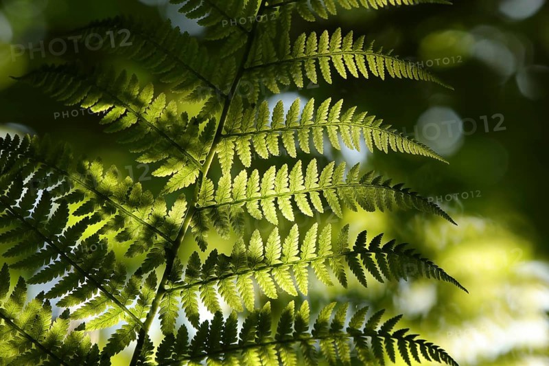 Close-up of Fern in the forest