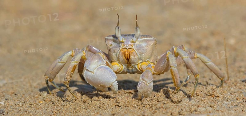 Horned ghost crab, beach, mudflat, horned eye sand crab, Indo-Pacific riding crab, Geisetr crab, crab, crayfish, decapod crab, water body, Raysut, Salalah, Dhofar, Oman, Asia