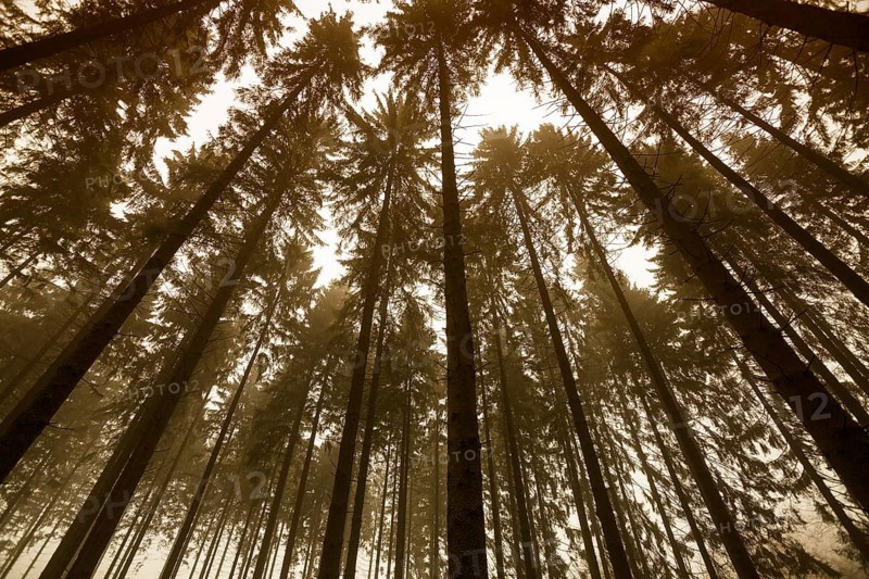 Traumatic forest