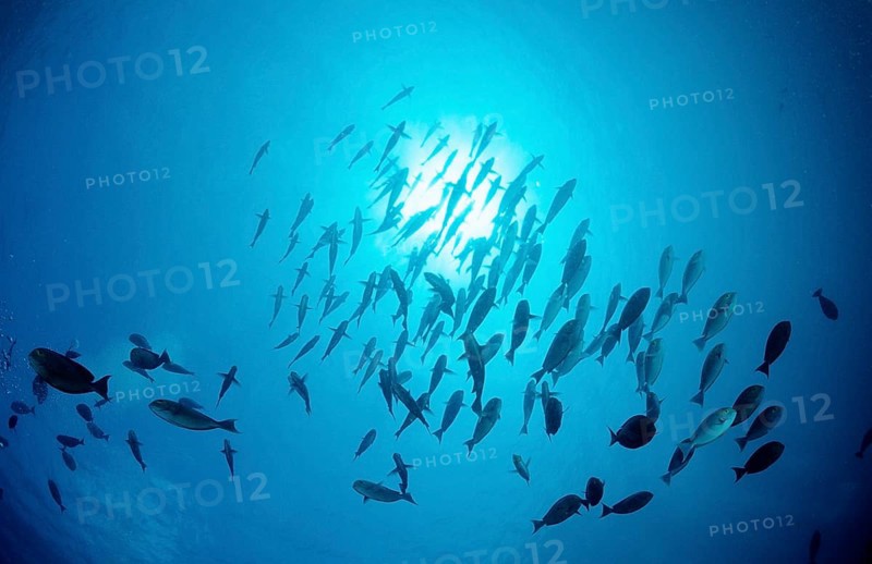Shoal grey surgeonfish, Acanthurus mata, Maldives, Indian Ocean, Meemu Atoll, Asia