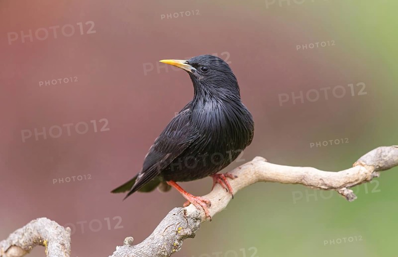Spotless Starling, Sturnus unicolor, Étourneau unicolore, Estornino Negro, Hides de El Taray / Lesser Kestr, Villafranca de los Caballeros, Castilla La Mancha / Toledo, Spain, Europe