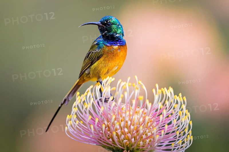 Orange-breasted sunbird (Anthobaphes violacea), Nectarinia violacea, Orange-breasted Sunbird, Souimanga orangé, Suimanga pechinaranja, Harold Porter National Botanical, Betty's Bay, Western Cape, South Africa, Africa