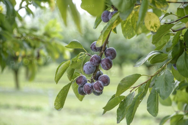 Plum (Prunus domestica 'Opal'), Bundessortenamt, Marquardt testing centre, Marquardt, Brandenburg, Germany, Europe