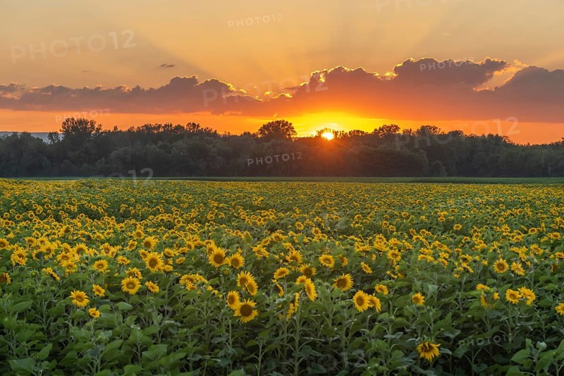Fields of sunflowers or sun at sunset (Helianthus annuus) grown for its edible seeds, flour and oil. Alsace, France, Europe