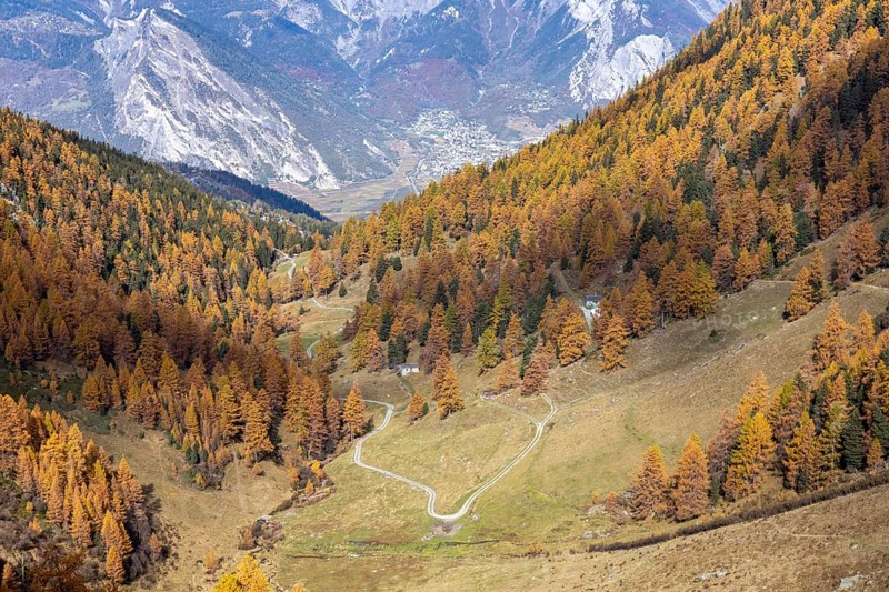 Autumnal larch forests with a view of the main valley of the Valais, Rhone Valley, Vallon d'Arbi, La Tzoumaz, Riddes, Valais, Switzerland, Europe