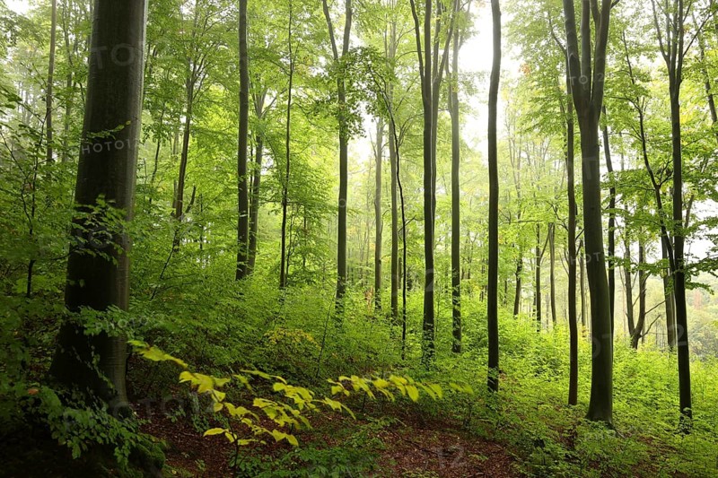Majestic autumn beech forest on a foggy, rainy morning in late September