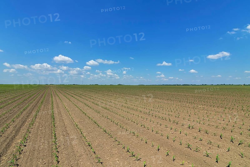 Rows of young green corn plants. Corn seedling on the field