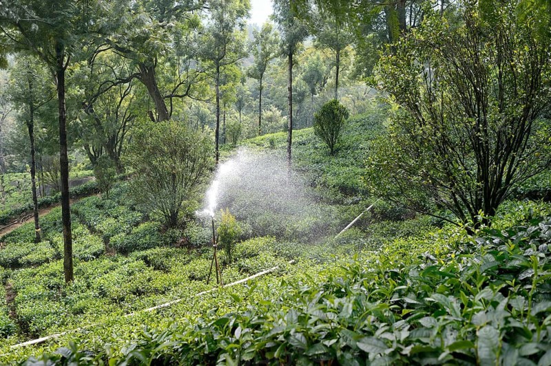 Tea garden irrigation, munnar, kerala, india, asia