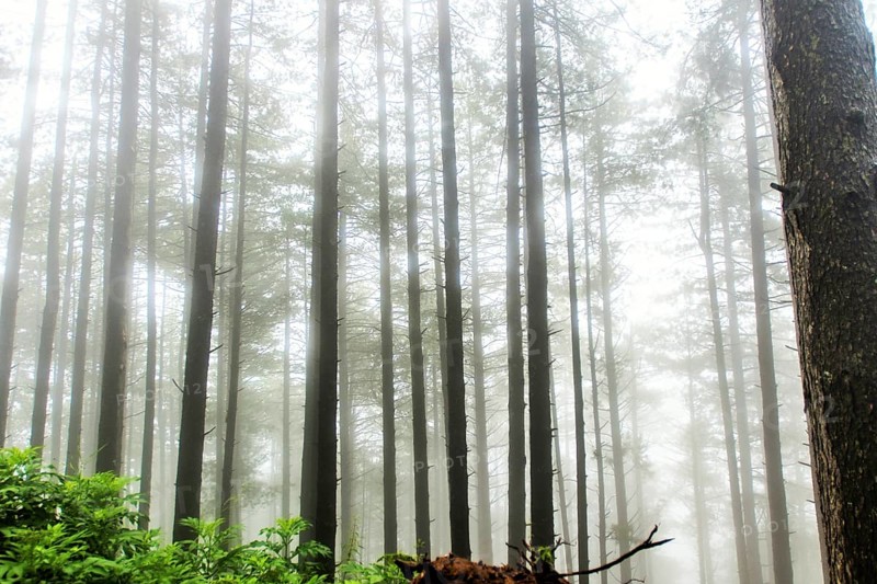 Pine trees, Doodhpathri, Budgam, Kashmir, India, Asia