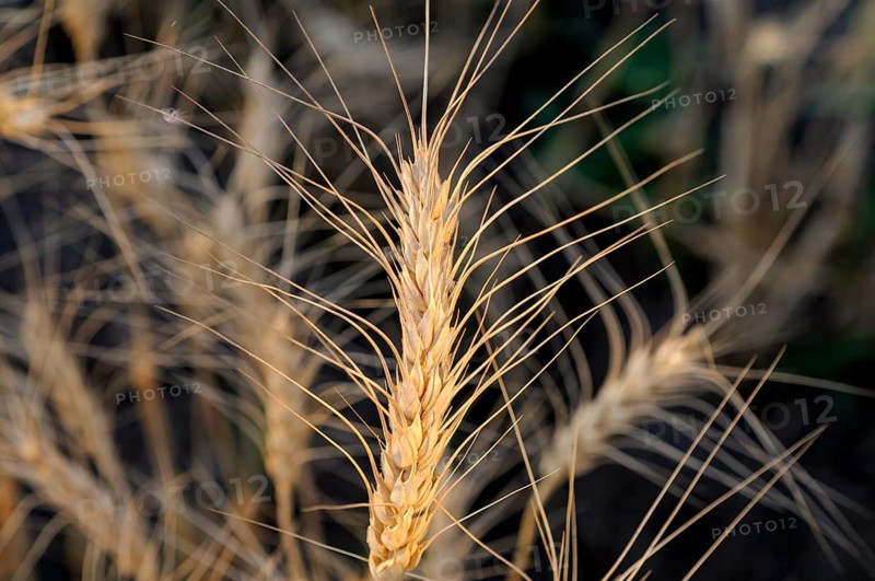 Wheatfield, pune, maharashtra, india, asia