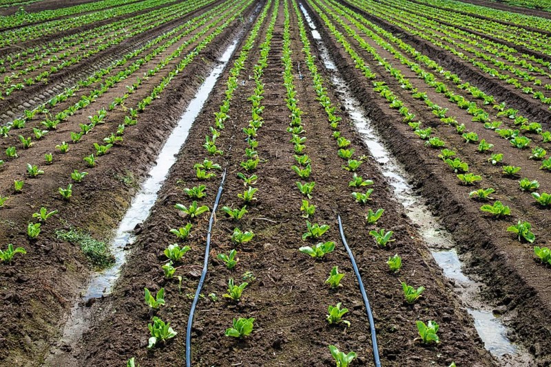 Lettuce farm on sunlight. Rows with small lettuce plants