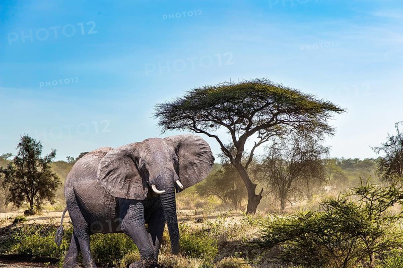 The big elephant and plain acacias in Amboseli park. Travel to exotic Africa. The famous snow-capped Mount Kilimanjaro. Magnificent wild animals of the African savannah
