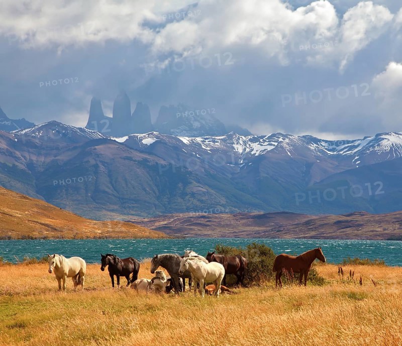 Chilean Andes. Fabulous lake Laguna Azul. Distance are seen three rocks Torres del Paine. On the lake herd of horses grazing
