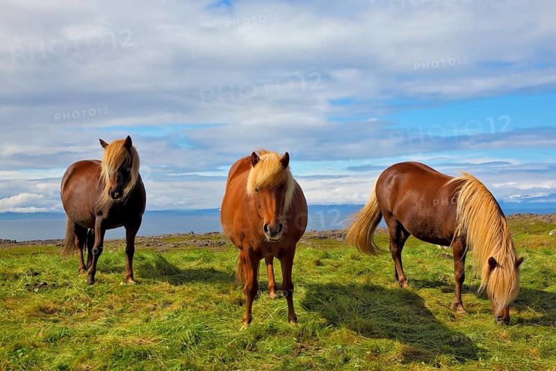 Three Icelandic horses on the shore of the fjord. Beautiful horse chestnut suit with white manes on free ranging