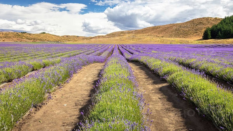 An image of a lavender field in New Zealand