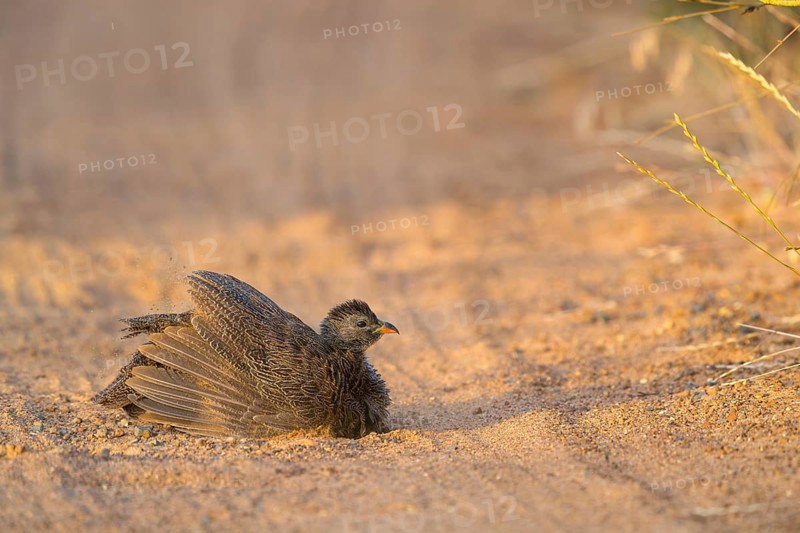 Cape Francolin, (Francolinus capensis), (Pternistis capensi, resting on sandy soil, Africa, West Coast National Park, Langebaan, Western Cape, South Africa, Africa