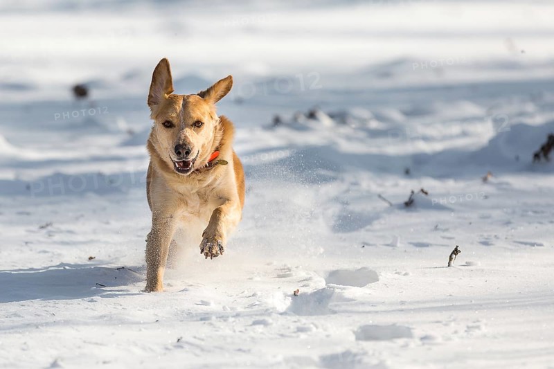 A light brown Labrador runs towards the photographer in the snow