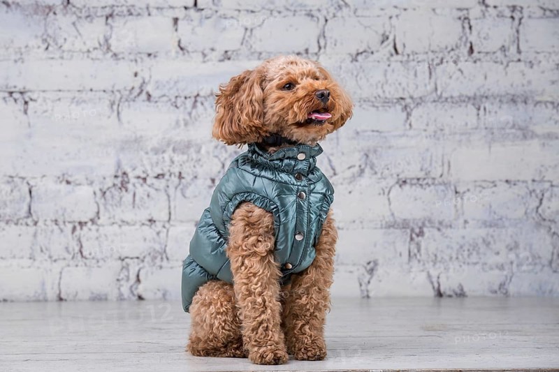Small funny dog of brown colour with curly hair of toy poodle breed posing in clothes for dogs. Subject accessories and fashionable outfits for pets. Stylish overalls, suit for cold weather for animal