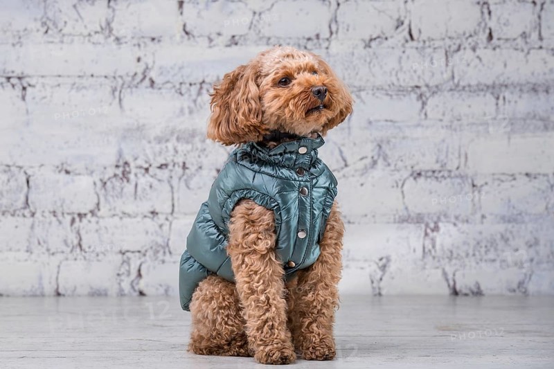 Small funny dog of brown colour with curly hair of toy poodle breed posing in clothes for dogs. Subject accessories and fashionable outfits for pets. Stylish overalls, suit for cold weather for animal