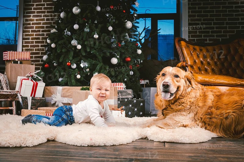 Friendship man child and dog pet. Theme Christmas New Year Winter Holidays. Baby boy on the floor decorated tree and best friend dog breed Labrador Golden Retriever