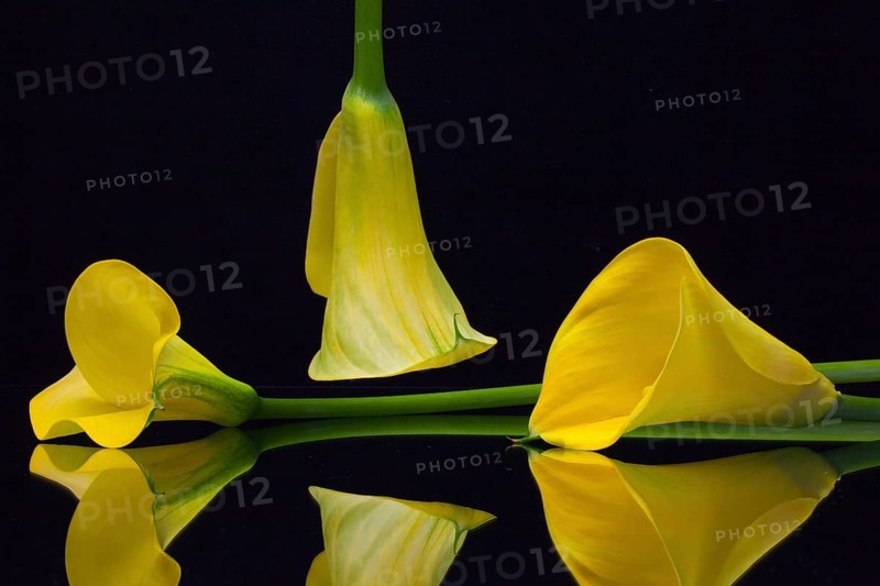 Yellow calla lily on a black glass plate