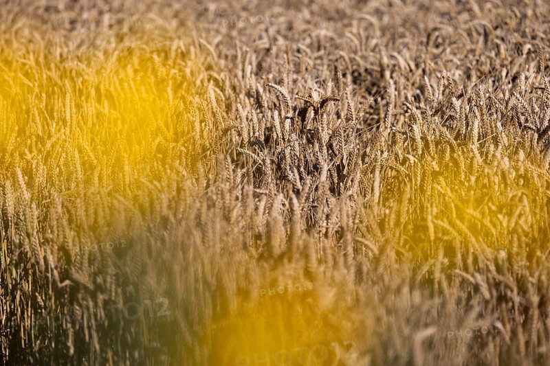 Golden wheat field with blurred yellow flowers in the foreground, Coxhill, Shepherdswell, Dover, Kent, Great Britain