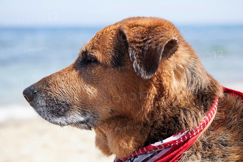 Portrait of a dog on the beach