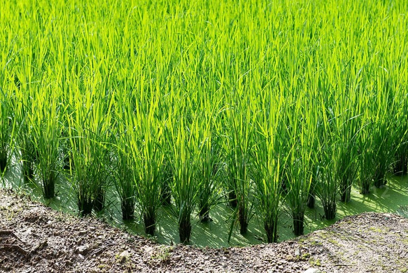 Green rice field background with young rice plants, South Korea, Asia