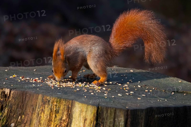 A stunning red squirrel perched on a tree stump, showcasing its bushy tail and alert demeanor surrounded by a rich, tranquil forest environment in mildenburg forest oostvoorne