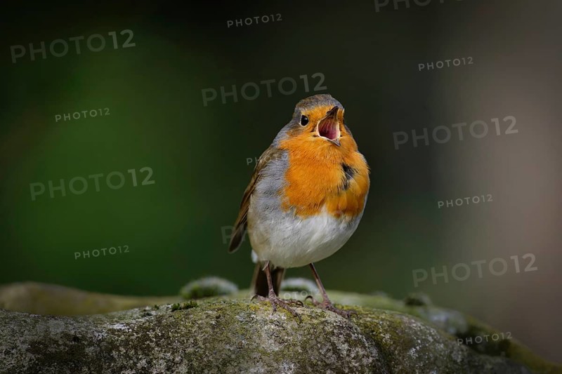 A small robin sits on a stone and sings with its beak wide open