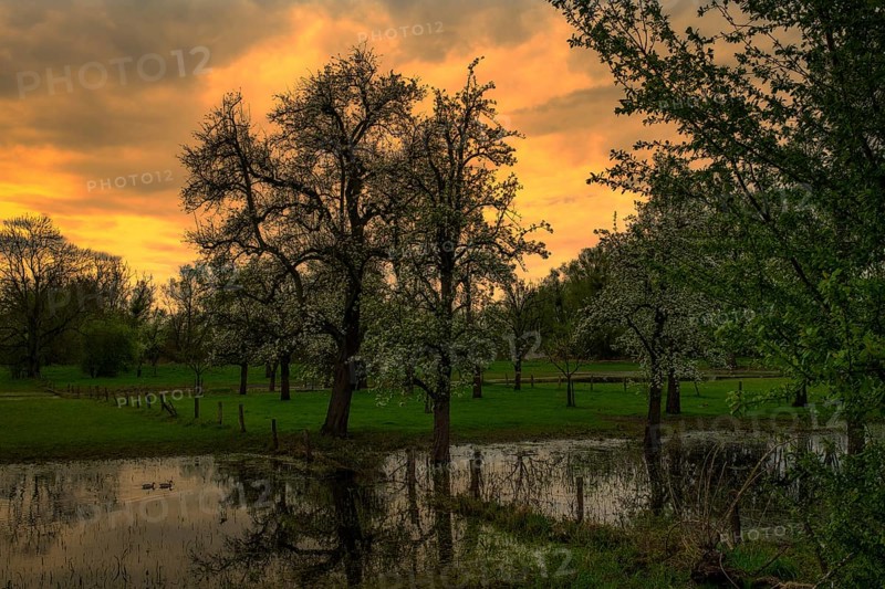 Spring trees in the nature reserve in Germany